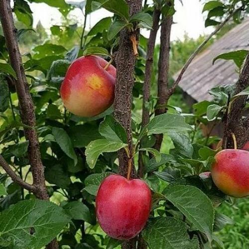 Каков вкус плода гибрида Шарфага. Описание гибрида со вкусом сливы и абрикоса – шарафуги, правила выращивания