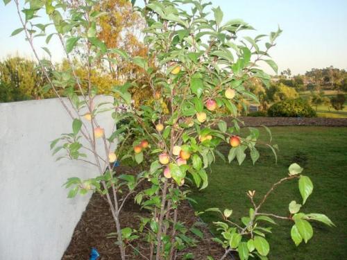 Какие условия необходимы для выращивания гибрида Шарфага. Особенности выращивания плумкотов в средней полосе