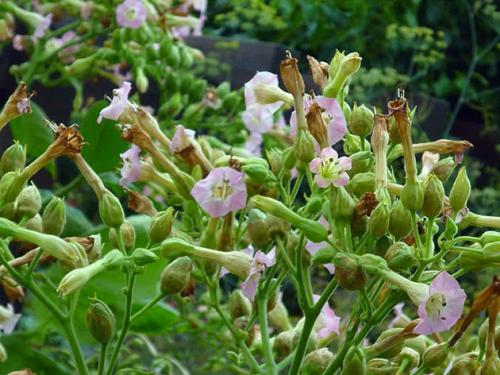 Какие семена табака лучше. Посев семян на рассаду