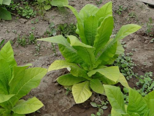 Высокорослые сорта табака. Какие бывают сорта табака