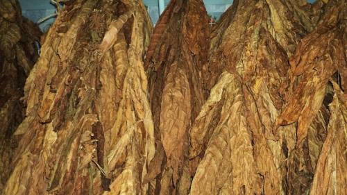 Махорка без ферментации. Что такое ферментация табака и для чего она нужна