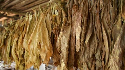 Махорка без ферментации. Что такое ферментация табака и для чего она нужна