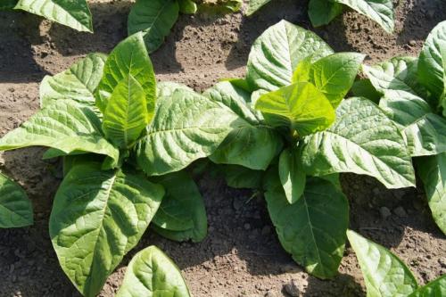 Ферментация табака на водяной бане. Что такое ферментация?