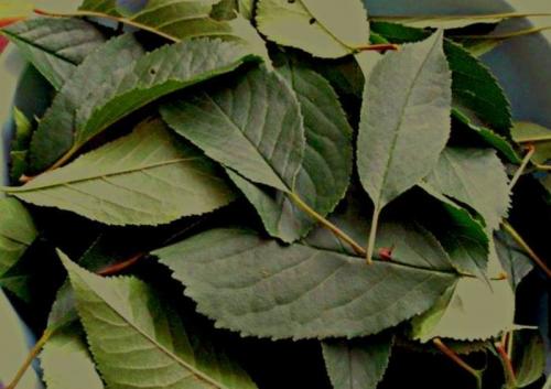 Ферментация табака коньяком. Ароматизация табака в домашних условиях