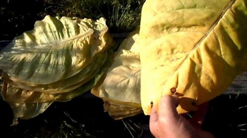 Как сушить табак вирджиния. Выжелчивание (томление) табака