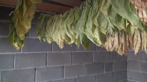 Как сушить табак вирджиния. Выжелчивание (томление) табака