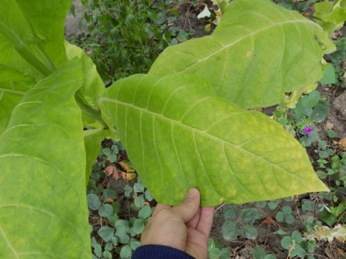 Как сушить табак в духовке. Сбор и сушка табака в домашних условиях