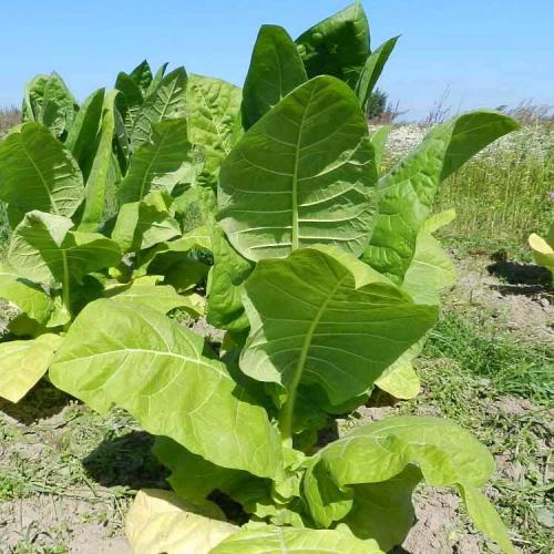 Что делать с листьями табака. Когда нужно собирать урожай листьев