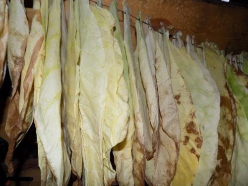 Табак сушеный. Сбор и сушка табака в домашних условиях