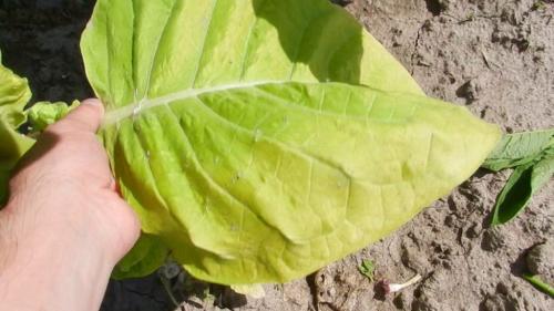 Табак сушеный. Сбор и сушка табака в домашних условиях