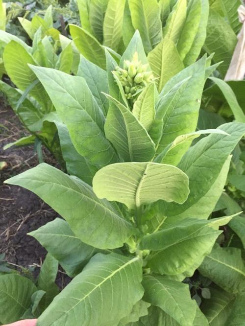 Ароматизация табака коньяком. Ароматизация табака: основные способы в домашних условиях и особенности хранения