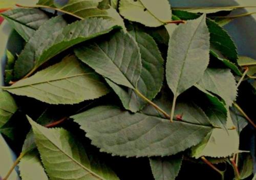 Ароматизация табака коньяком. Ароматизация табака: основные способы в домашних условиях и особенности хранения