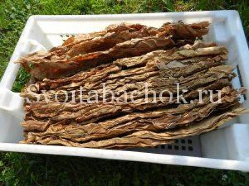 Ферментация табака в домашних условиях