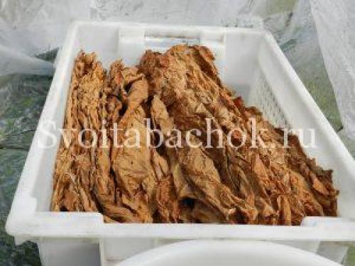 Ферментация табака в домашних условиях