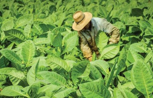 Что делать с сухими зелеными листьями табака. Что делать с недозрелыми (зелёными) листьями табака