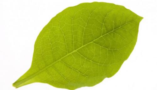 Что делать с сухими зелеными листьями табака. Что делать с недозрелыми (зелёными) листьями табака