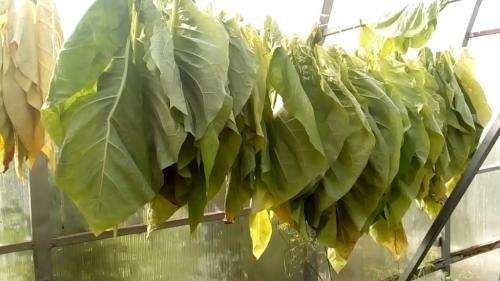 Что делать с листьями табака. Выжелчивание (томление) табака