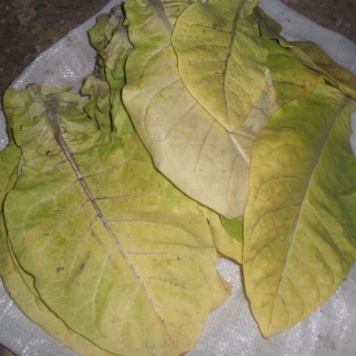 Как сушить табак для трубки. Сбор и сушка табака в домашних условиях