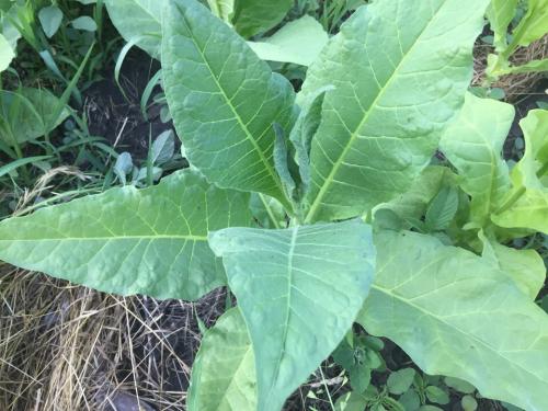 Что делать с листьями табака. Выжелчивание (томление) табака