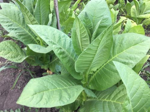 Что делать с листьями табака. Выжелчивание (томление) табака