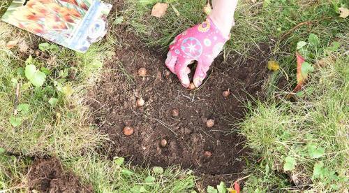 Что можно посадить осенью на даче. Преимущества и ошибки осенней посадки плодовых 07