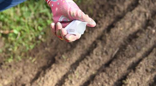 Что можно посадить осенью на даче. Преимущества и ошибки осенней посадки плодовых 09