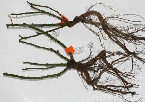 Что можно посадить осенью на даче. Преимущества и ошибки осенней посадки плодовых 03