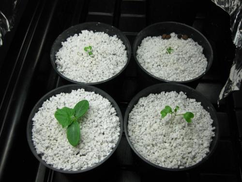 Агроперлит, что это такое для чего он нужен. Применение агроперлита в садоводстве и комнатном цветоводстве