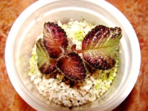 Перлит и вермикулит в чем разница. Сравнительная таблица некоторых параметров перлита и вермикулита 10