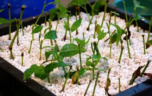 Перлит и вермикулит в чем разница. Сравнительная таблица некоторых параметров перлита и вермикулита 11