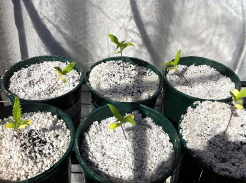 Перлит и вермикулит в чем разница. Сравнительная таблица некоторых параметров перлита и вермикулита 06