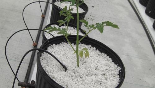 Вермикулит и перлит для растений, как применять. Что такое перлит