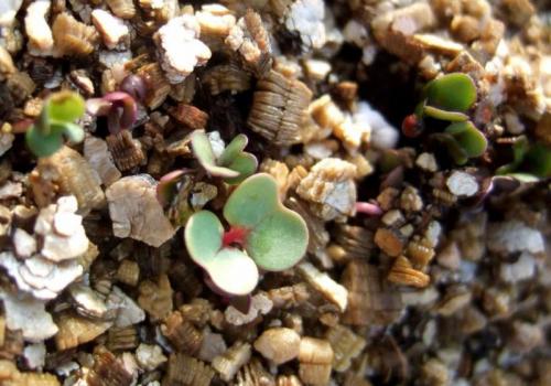 Что такое перлит и вермикулит для растений и для чего он нужен. Чем отличается перлит от вермикулита