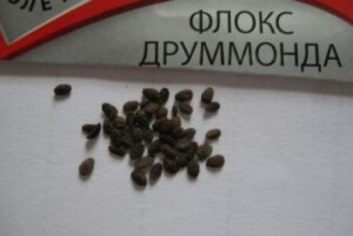 Какие сорта флоксов лучше высаживать на рассаду из семян в 2024 году. Алгоритм посадки флоксов семенами на рассаду