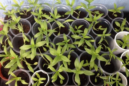 Как выбрать оптимальный период для высадки флоксов на рассаду из семян в 2024 году. Сроки посева