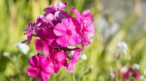 Как определить, когда флоксы готовы к пересадке на постоянное место. Когда и как пересаживать флоксы?