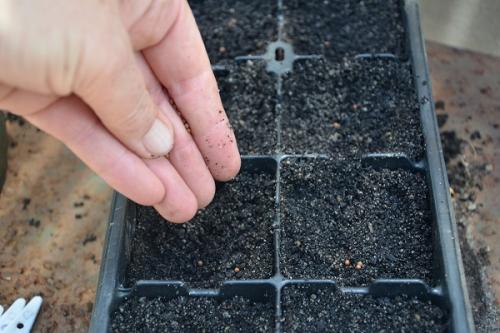 Как выбрать оптимальный период для высадки флоксов на рассаду из семян в 2024 году. Сроки посева