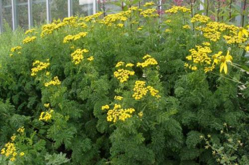 Могут ли быть побочные эффекты при приеме канупер травы. Чем полезна трава канупер?