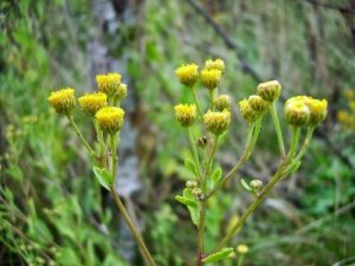 Какие лечебные свойства имеет канупер трава. Лечебные свойства растения канупер
