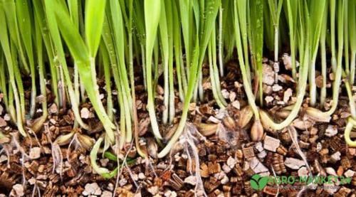 Вермикулит: все, что нужно знать о этом редком заболевании 03 Вермикулит: все, что нужно знать о этом редком заболевании 03