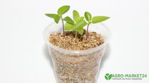 Вермикулит: все, что нужно знать о этом редком заболевании 04