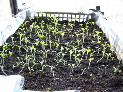 Флоксы в домашних условиях: как вырастить из семян 04