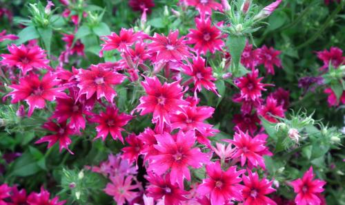 Флоксы в домашних условиях: как вырастить из семян 03