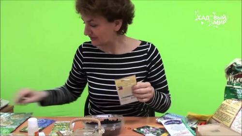 Как обеспечить оптимальную температуру для флоксов из семян. Посев флоксов в грунт