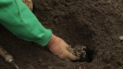 В каком месте лучше высаживать рассаду флоксов. Как правильно посадить флоксы весной: пошаговая инструкция