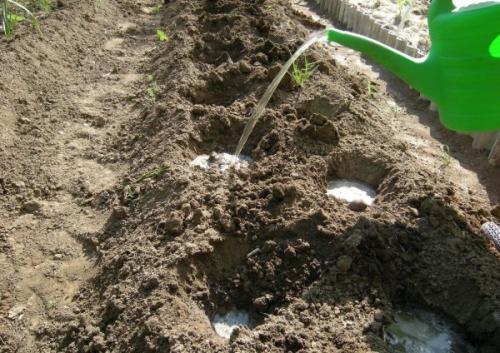 В каком месте лучше высаживать рассаду флоксов. Как правильно посадить флоксы весной: пошаговая инструкция