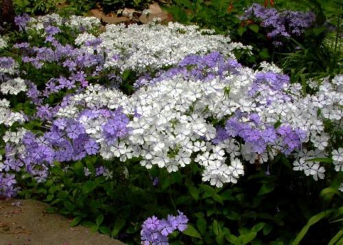 Как обеспечить оптимальный температурный режим для рассады флоксов. Подбор характеристик почв для флоксов