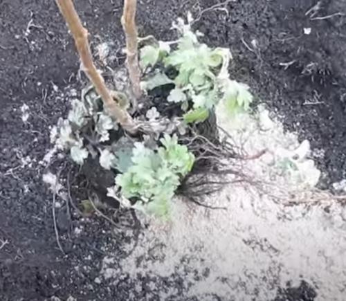 Шаровидные хризантемы, посадка осенью. Посадка хризантем осенью: сроки, пошаговая инструкция