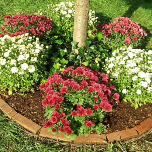 Шаровидные хризантемы, посадка осенью. Посадка хризантем осенью: сроки, пошаговая инструкция