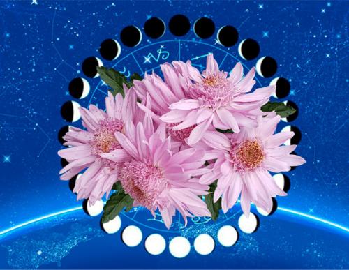 Шаровидные хризантемы, посадка осенью. Посадка хризантем осенью: сроки, пошаговая инструкция